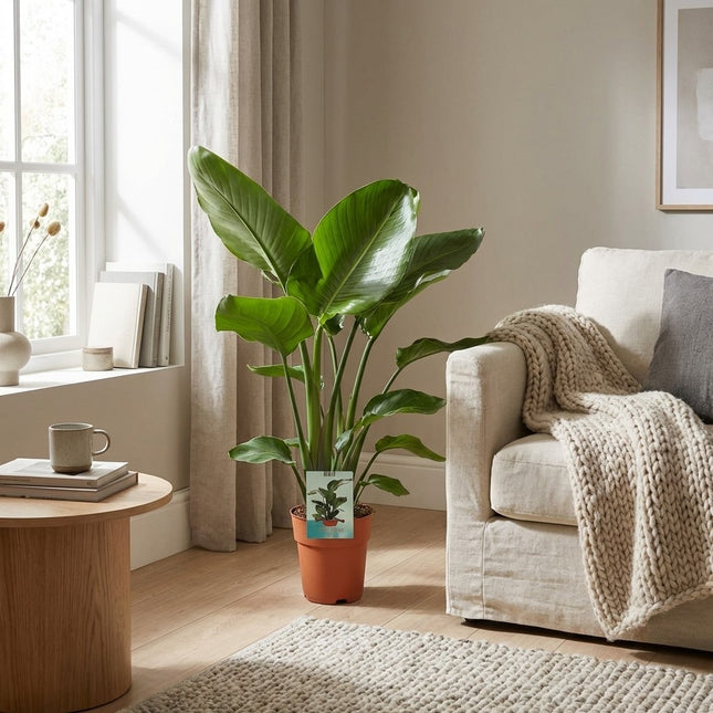 Strelitzia Nicolai - Paradijsvogelplant - Ø19cm - ↕90cm – gestyled in woonkamer interieur
