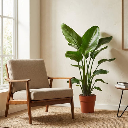 Strelitzia Nicolai - Paradijsvogelplant - Ø19cm - ↕90cm – formaat indicatie 90cm