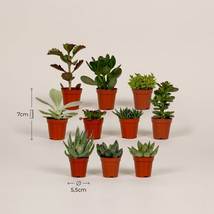 Succulenten Mix - 10 stuks - Ø5,5cm - ↕7cm – afmetingen 7cm hoog, 5,5cm diameter