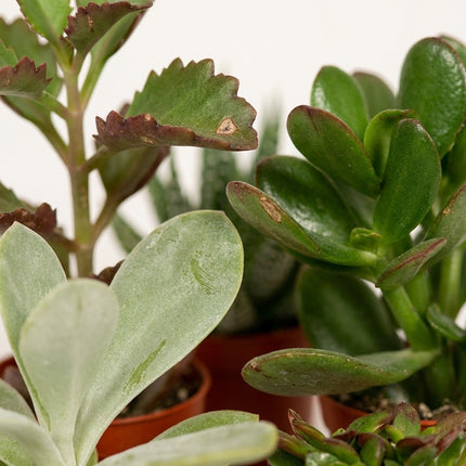 Succulenten Mix - 10 stuks - Ø5,5cm - ↕7cm – close-up bladtextuur
