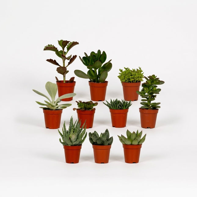 Succulenten Mix - 10 stuks - Ø5,5cm - ↕7cm – kamerplant op witte achtergrond