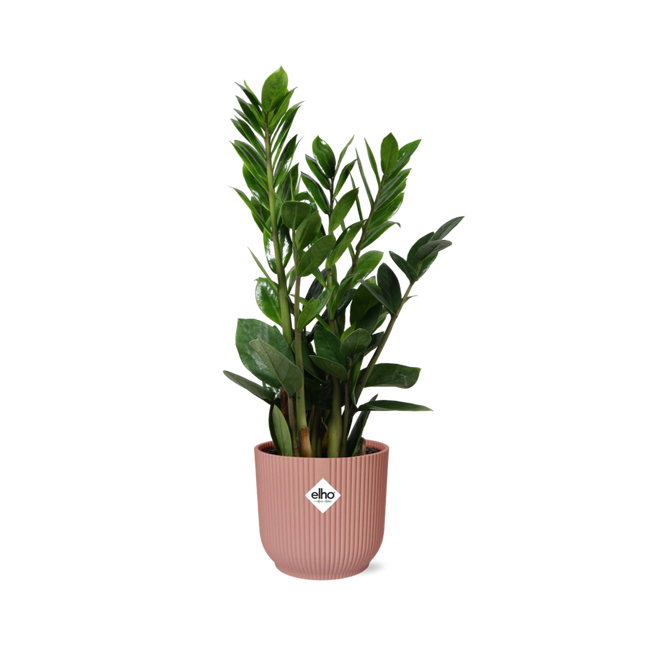 Zamioculcas in ELHO Vibes Fold 14cm roze - Hoogte 45-50cm