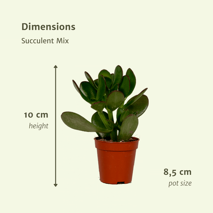 Succulenten Mix - Set van 9 - Ø8,5cm