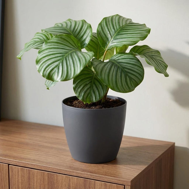 ELHO Brussels Rond 25cm - Antraciet
