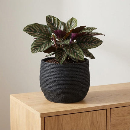 Mand Jorck Zwart D26