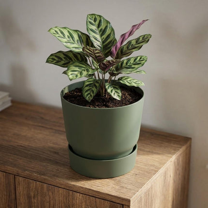 ELHO Greenville Round Leaf Green D25cm