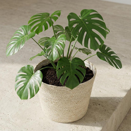Mand Selin Ø26cm