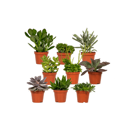 Succulenten Mix - Set van 9 - Ø8,5cm