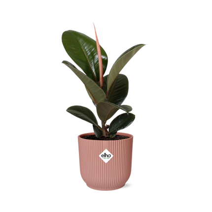 Ficus Elastica Robusta in ELHO Vibes Fold 14cm roze
