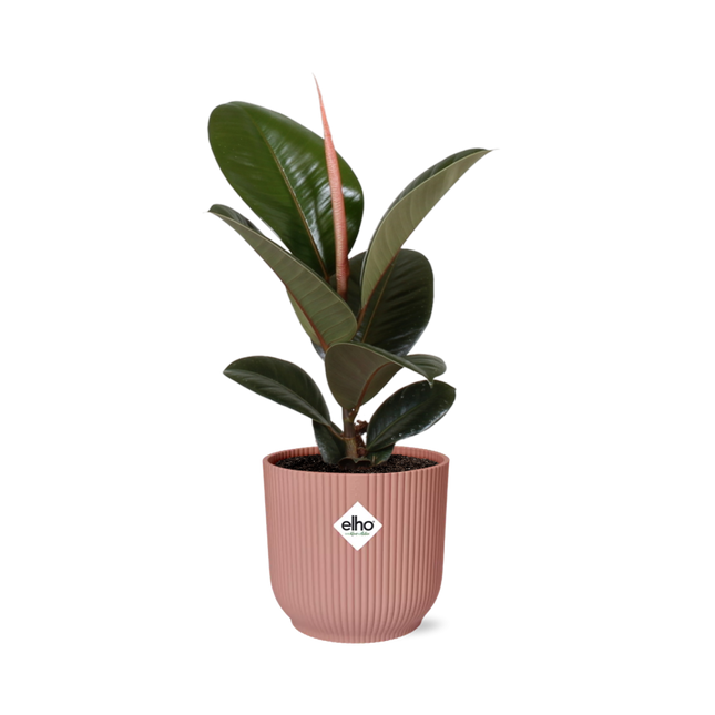 Ficus Elastica Robusta in ELHO Vibes Fold 14cm roze