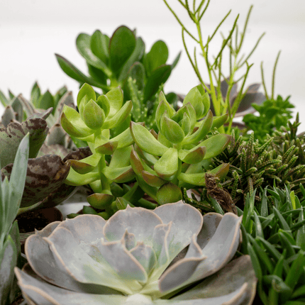 Succulenten Mix - Set van 9 - Ø8,5cm