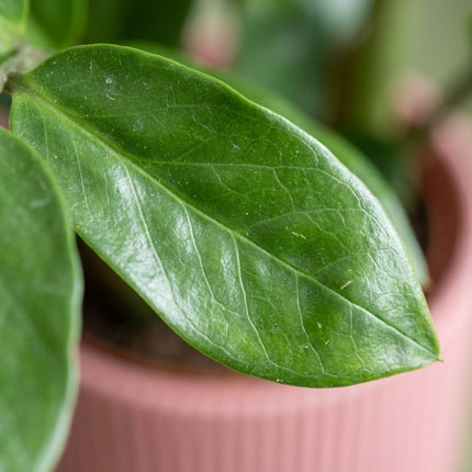 Zamioculcas in ELHO Vibes Fold 14cm roze - Hoogte 45-50cm – close-up bladtextuur
