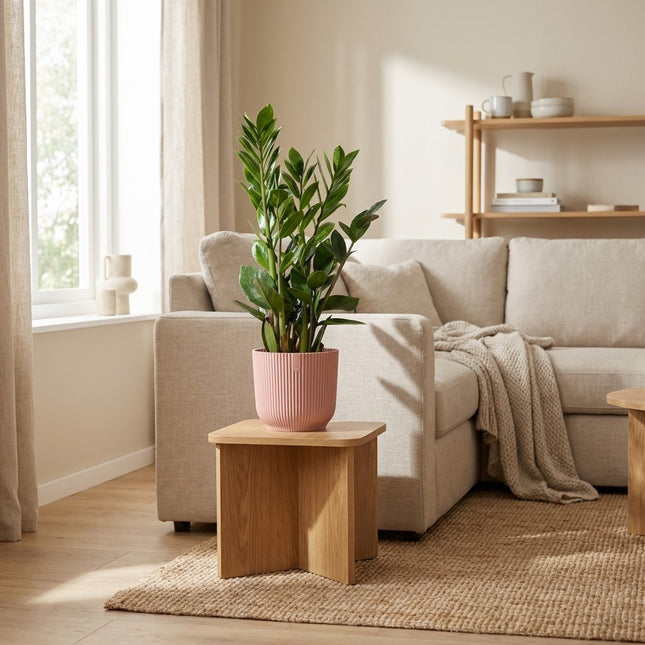 Zamioculcas in ELHO Vibes Fold 14cm roze - Hoogte 45-50cm – gestyled in woonkamer interieur