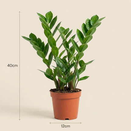 Zamioculcas Zamiifolia - Ø12cm - ↕40cm – afmetingen 40cm hoog, 12cm diameter