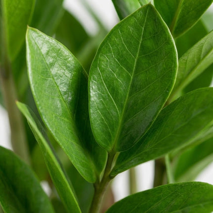 Zamioculcas Zamiifolia - Ø12cm - ↕40cm – close-up bladtextuur