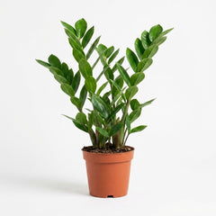 Zamioculcas Zamiifolia - Ø12cm - ↕40cm – kamerplant op witte achtergrond