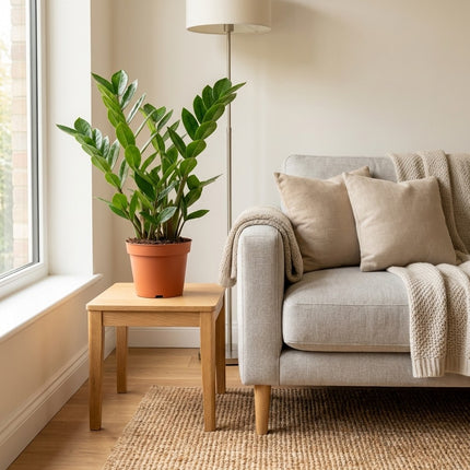 Zamioculcas Zamiifolia - Ø12cm - ↕40cm – gestyled in woonkamer interieur