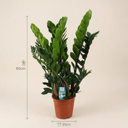 Zamioculcas Zamiifolia - Ø21cm - ↕80cm – afmetingen 80cm hoog, 21cm diameter