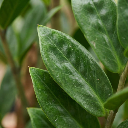 Zamioculcas Zamiifolia - Ø21cm - ↕80cm – close-up bladtextuur