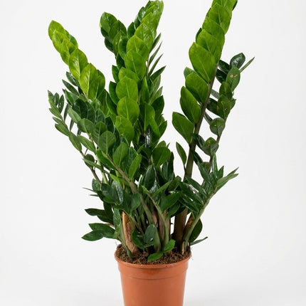 Zamioculcas Zamiifolia - Ø21cm - ↕80cm – kamerplant op witte achtergrond