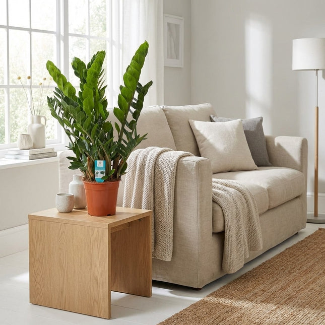 Zamioculcas Zamiifolia - Ø21cm - ↕80cm – gestyled in woonkamer interieur