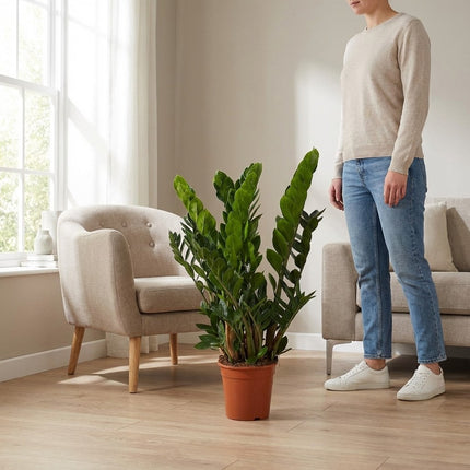 Zamioculcas Zamiifolia - Ø21cm - ↕80cm – formaat indicatie 80cm
